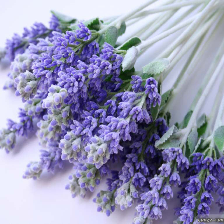 French-Lavender-Flower-HD-Wallpaper